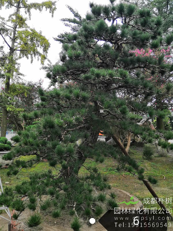 罗汉松如何控制其疯长？